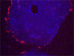 SSEA-1 stain image of cell line WA09