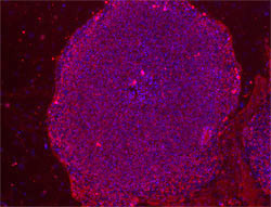 SSEA-4 stain image of cell line WA09