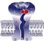 Schematic representation of the gamma-aminobutyric acid ( GABAA ) receptor 