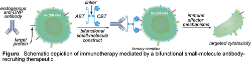 Figure: Schematic depiction of immunotherapy mediated by a bifunctional small-molecule antibody-recruiting therapeutic.