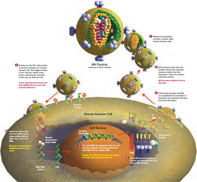 Illustration courtesy of Louis E. Henderson, Senior Scientist (emeritus, retired) AIDS Vaccine Program, National Cancer Institute (Frederick, MD)