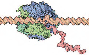 The structure of RNA polymerase (blues and greens) shows how it reads DNA (peach) and makes a complementary strand of RNA (pink). Image courtesy of David S. Goodsell, The Scripps Research Institute (for the RCSB Protein Data Bank's Molecule of the Month).