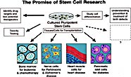 The Promise of Stem Cell Research I
