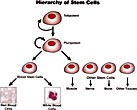 Hierarchy of Stem Cells
