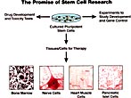 The Promise of Stem Cell Research III