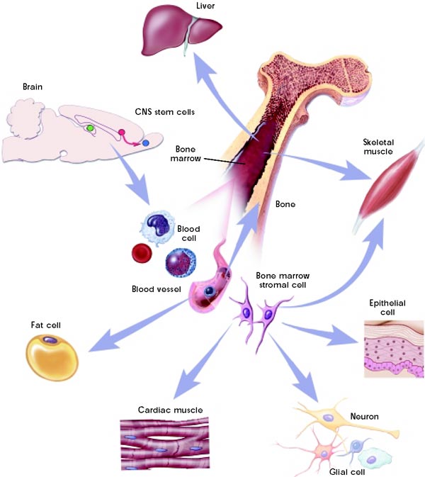 Graphic depicting plasticity of adult stem cells