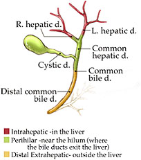 Hepatobiliary Cancers