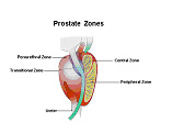 Prostate Zones