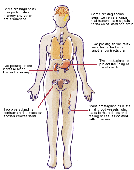 Illustration of prostaglandins in human body.
