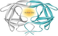 HIV protease is a symmetrical molecule with two equal halves and an active site near its center. Molecular models of HIV protease in this chapter were generated by Alisa Zapp Machalek