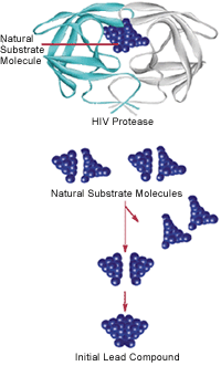 Knowing that HIV protease has two symmetrical halves, pharmaceutical researchers initially attempted to block the enzyme with symmetrical small molecules. They made these by chopping in half molecules of the natural substrate, then making a new molecule by fusing together two identical halves of the natural substrate.