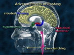 The Neurobiology of Ecstasy (MDMA)