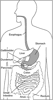 Illustration of the digestive system with the stomach and duodenum highlighted.
