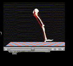 This set of "walking-legs" is a computer-simulated skeleton and associated musculature. Although the bones and muscles were generated by computer, the data used to animate them was precisely recorded from a real patient using a "motion-capture system". The simulation program also uses the data to optimize the parameters in modeling human walk. (Adapted from PDB website with permission)
