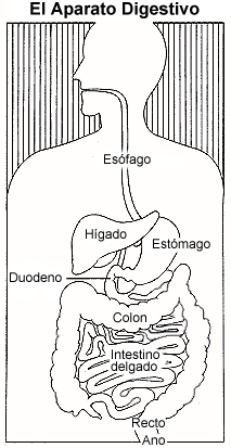 The Digestive System.