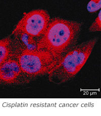 Cisplatin resistant cancer cells