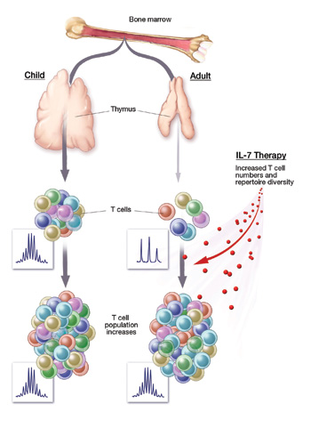 IL-7 Therapy