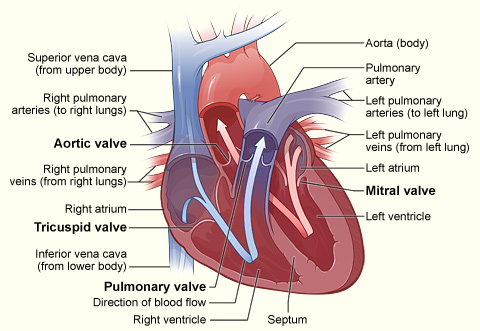 This is a cross-section of a healthy heart, including the four valves.