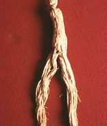 Asian Ginseng