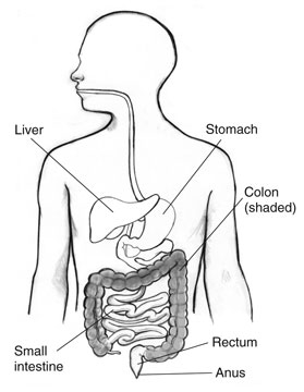 Drawing of the gastrointestinal tract with the liver, stomach, small intestine, colon, rectum, and anus labeled.