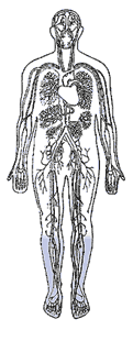 Imagen del cuerpo humano con los vasos sanguíneos visibles