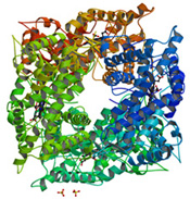 Protein structure