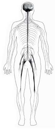 La imagen de mostrar de figura sistema nervioso