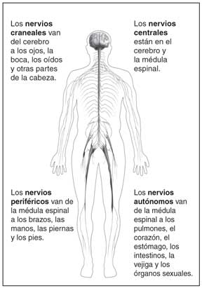 La imagen muestra el sistema nervioso y sus cuatro partes principales