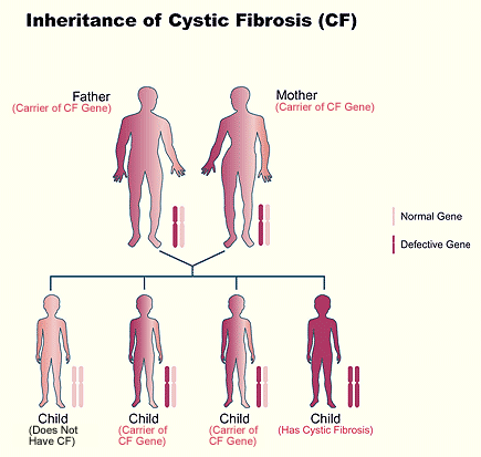 Illustration showing the genetic inheritance of the CF gene