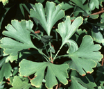 Ginkgo Biloba