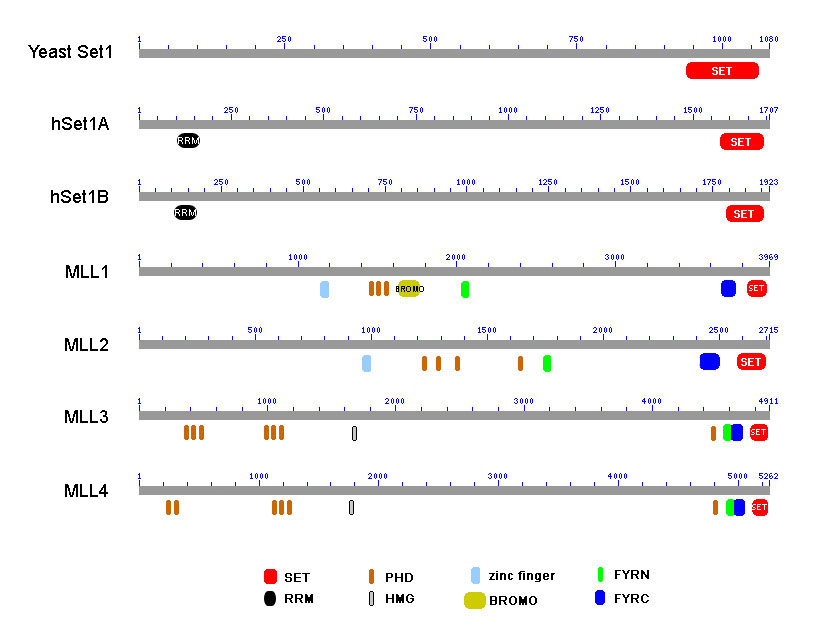 Fig. 3 Domains in yeast Set1 and human Set1-like histone methyltransferases.