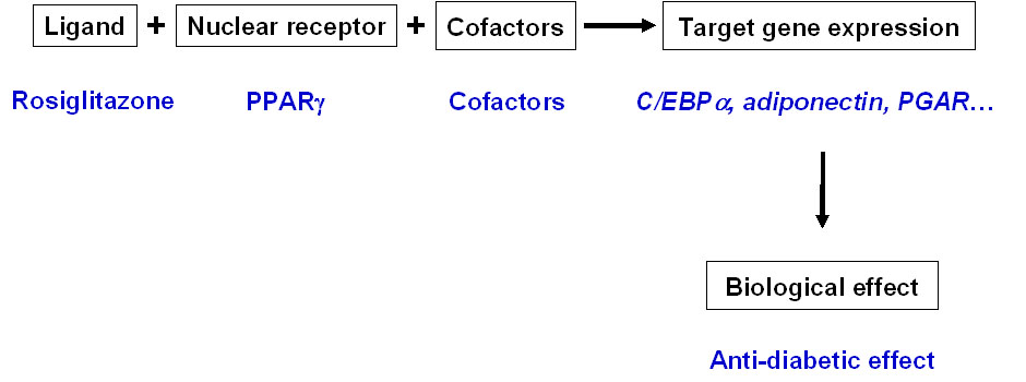 Fig. 2. Molecular mechanisms of nuclear receptor biology.
