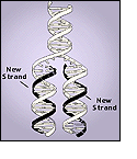 Illustration of DNA replication