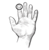 Ilustración de una mano abierta con la palma hacia arriba, con el círculo alrededor de la punta del dedo índice para mostrar el equivalente de una porción de una cucharadita.