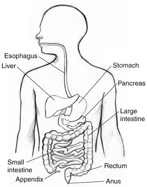 Drawing of the gastrointestinal tract with labels pointing to the esophagus, liver, stomach, pancreas, large intestine, small intestine, appendix, rectum, and anus.