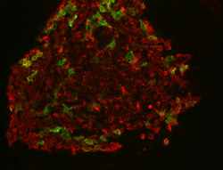 SSEA-4 stain image of cell line BG03