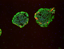 SSEA-4 stain image of cell line BG02