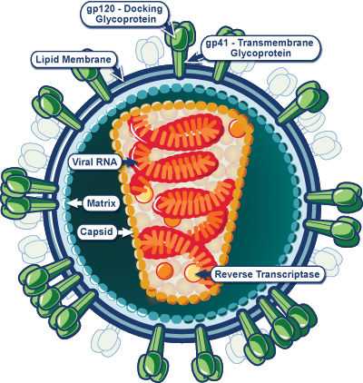 Organization of the HIV-1 Virion