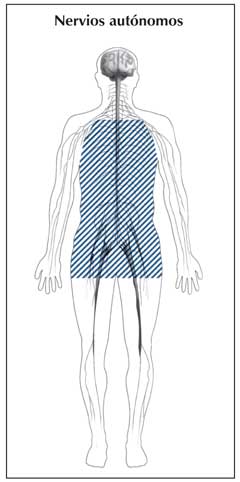 La imagen muestra el sistema de los nervios autónomos