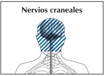 Imagen del sistema nervioso delineando el sistema nervioso periférico