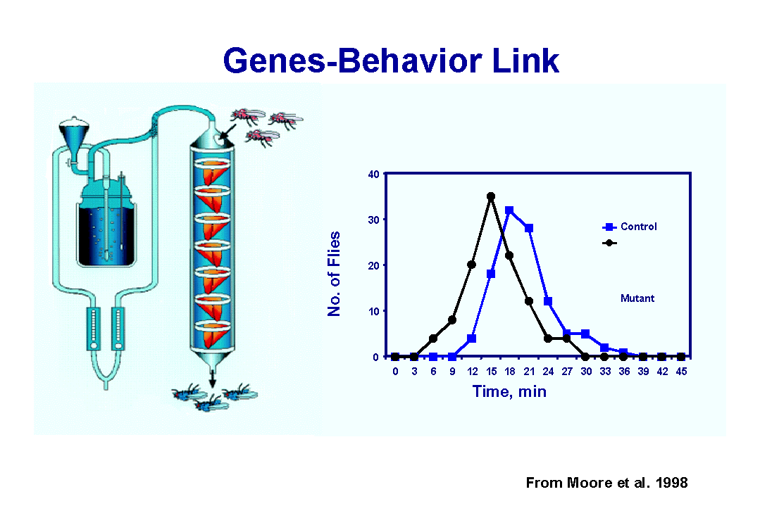 Genes-Behavior Link