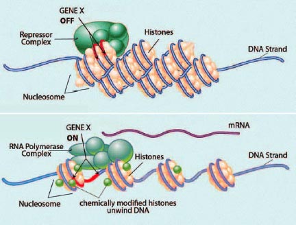 CHROMATIN AND DNA HELIX FORM CHROMOSOMES - graphic