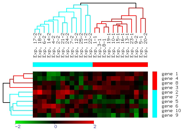 This figure shows the data ordered by hierarchical clustering with both the gene and experiment dendrograms present.  The "red" cluster contains experiments simulated from class 1, and the "blue" cluster contains experiments clustered from class 2.  As visible in the figure, Exp. 20-2 is placed into the wrong cluster due to its proximity to Exp. 5-1.