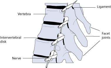 Illustration, What Makes a Spine