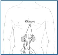 Kidneys