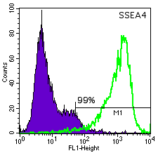 WA14 SSEA-4 histogram