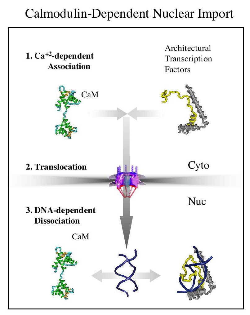 Calmodulin-dependent nuclear import