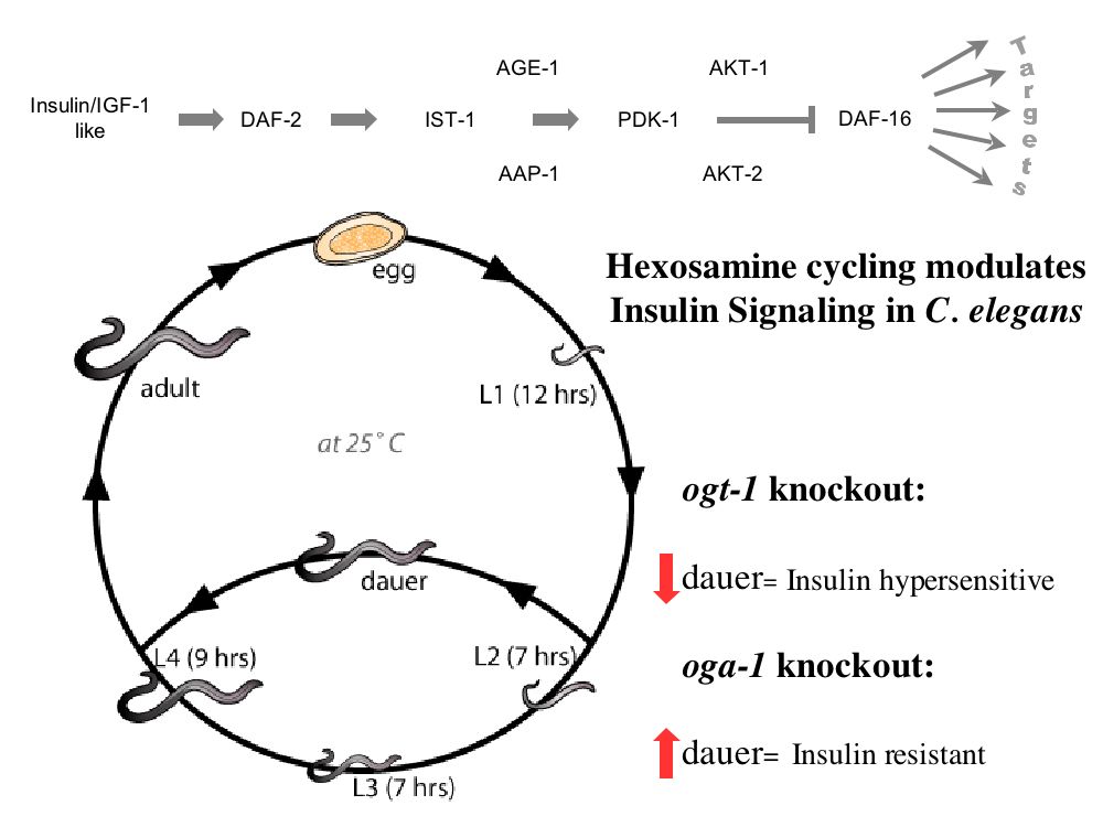 O-GlcNAc cycling modulates insulin signaling and Dauer in C. elegans