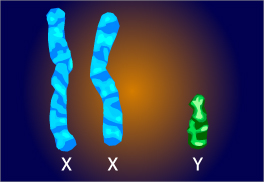 Klinefelter Sydrome Chromosome Illustration