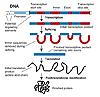 Gene structure and gene expression in higher organisms